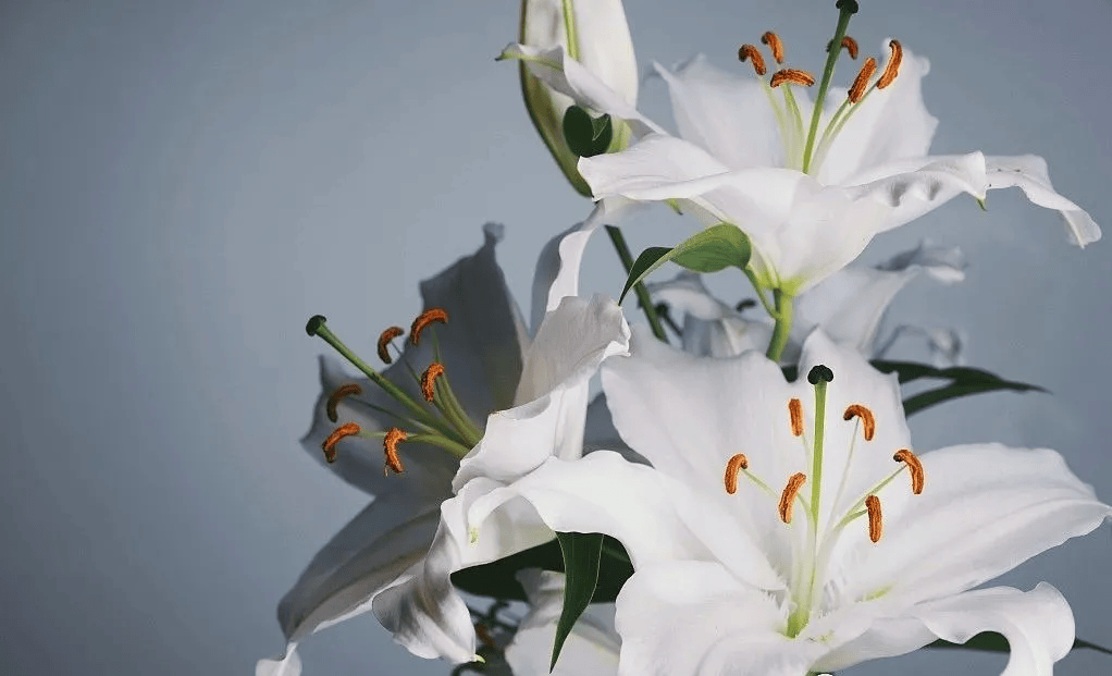 的10个实用插花技巧！AG真人登录你需要知道